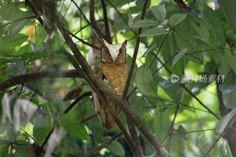 夜行鸟:成年白额镜鸮(Otus sagittatus)。